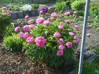 Garten 006 [800x600].webp