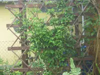 006.webp