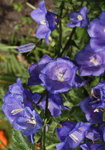 Glockenblume.webp