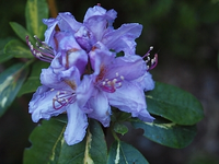 blauerRhodi.webp
