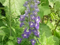 11.06.2010 005.webp