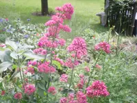 11.06.2010 006.webp