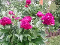 11.06.2010 007.webp