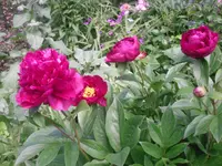 11.06.2010 008.webp