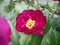 11.06.2010 009.webp