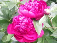 11.06.2010 010.webp