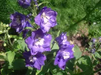 11.06.2010 012.webp