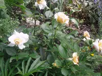 11.06.2010 013.webp