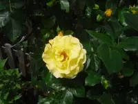 11.06.2010 018.webp