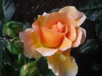 11.06.2010 022.webp