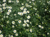 11.06.2010 023.webp