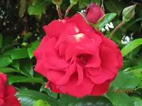 Bild 131.webp