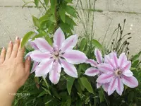 HPIM4632.webp