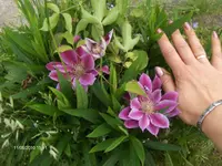 HPIM4633.webp
