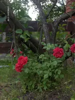 HPIM4634.webp