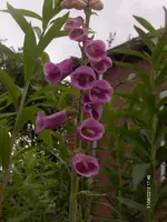 HPIM4635.webp