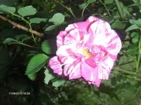 HPIM4638.webp