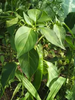 Garten 029.webp
