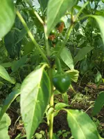 Garten 030.webp
