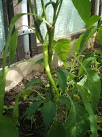 Garten 031.webp