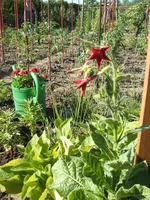 Garten 034.webp