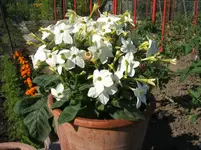 Garten 035.webp