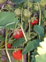 Garten 036.webp