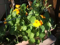 Garten 038.webp