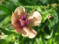 IMG_königskerze_1024x768.webp