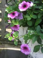 IMG_3040.webp