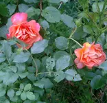IMGP3252 - 2010-06-11- rose.webp