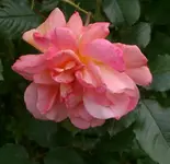 IMGP3254 - 2010-06-11 - rose vorn.webp