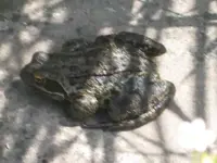 Frosch.webp