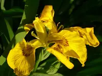 DSCI0965.webp