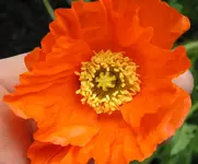 060610 015.webp