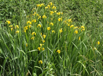 Iris1-1.webp
