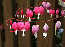 TrnendesHerz.webp