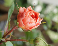 Rschen.webp
