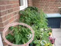 tomate_4._mark.webp
