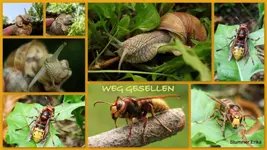 Weggesellen.webp