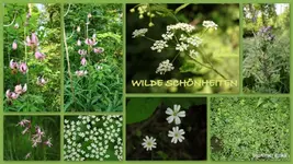 Wilde Schönheiten (5).webp