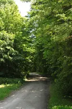 Waldweg zum Forsthaus.webp