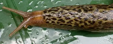 tigerschnegel1206f.webp