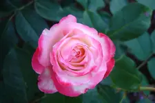 DSC02954.webp