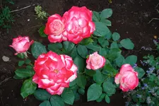 DSC02955.webp