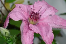 DSC02961.webp