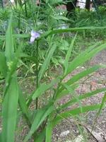 008_2_1_1.webp