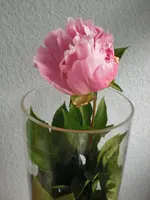 CIMG2689.webp