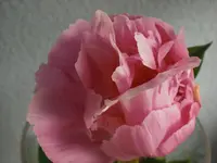 CIMG2690.webp