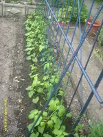 Garten 021.webp